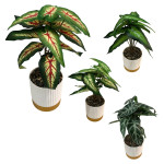 PLANTA ARTIFICIAL EN MATERA