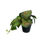 PLANTA ARTIFICIAL EN MATERA (CJX12)