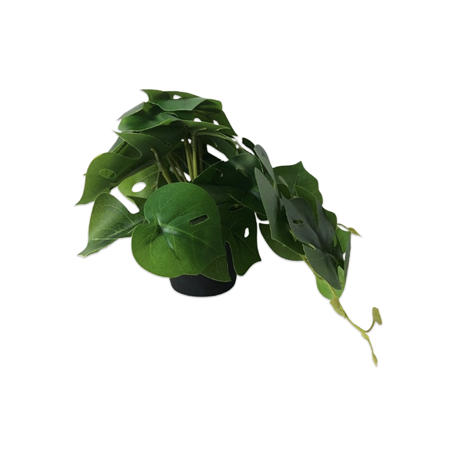 PLANTA ARTIFICIAL EN MATERA (CJX12)