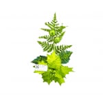 FLOR NAVIDEÑA VERDE LIMON(BDJAX144)